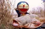 Doreamon Catfish