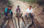 Rafa, Jaime y Miguel un dia magnifico ,todos pescados a lanzado 